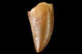 Serrated, Raptor Tooth - Real Dinosaur Tooth #171456-1